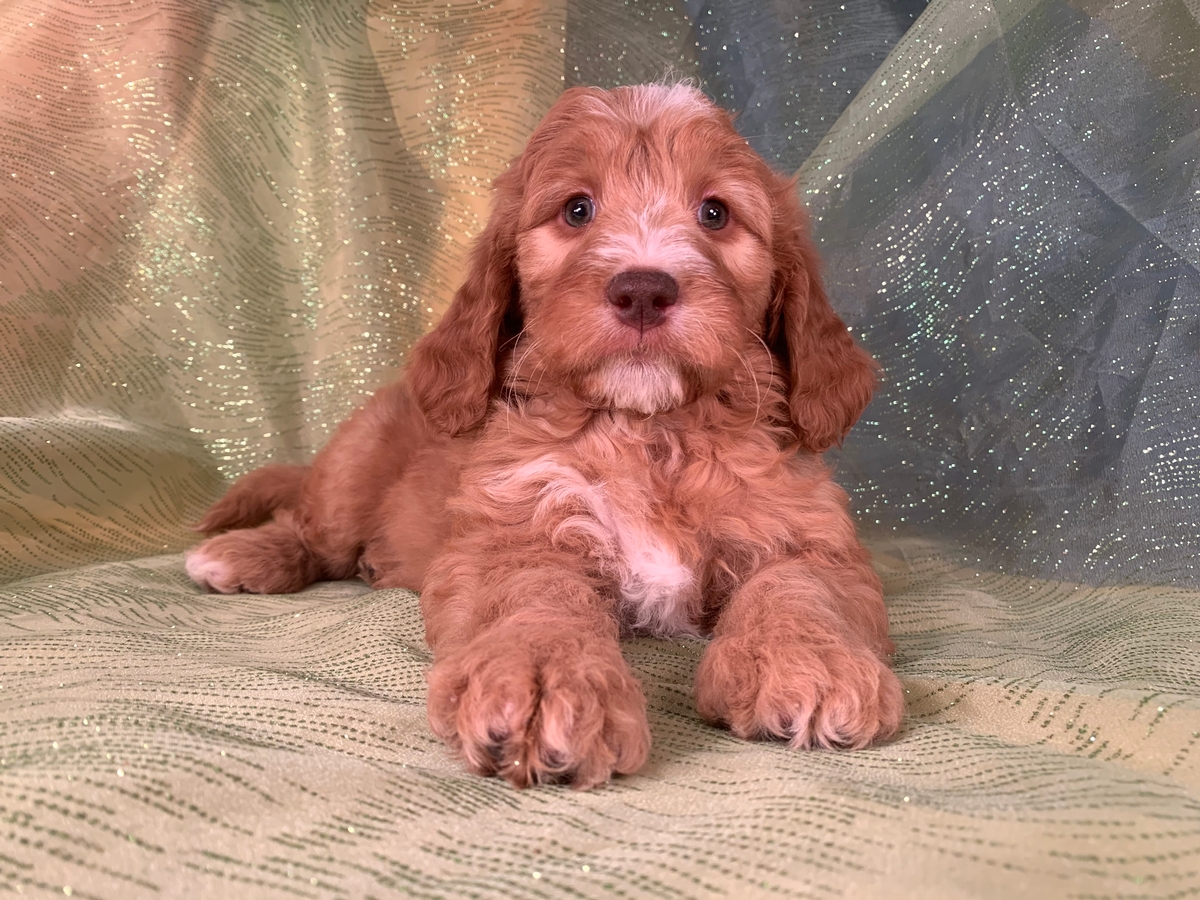 Female, Green eyes, Brown Nose, Miniature Goldendoodle, DOB 11-8-19 $1500